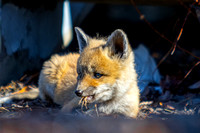Katie vs Dad FOX battle - May 2024