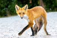 Aug 10 Foxes