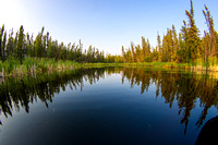 Jul 21 Walsh Lake Beaver Loon